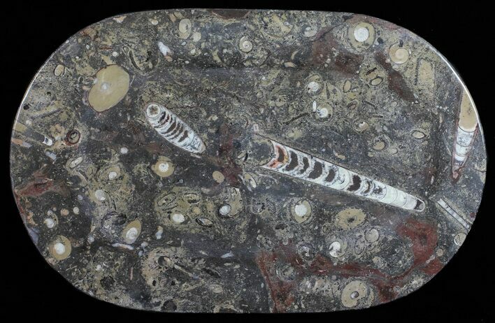 Fossil Orthoceras & Goniatite Plate - Stoneware #57787